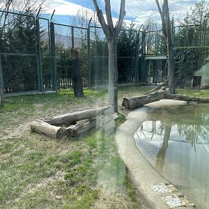 Siberian tiger enclosure