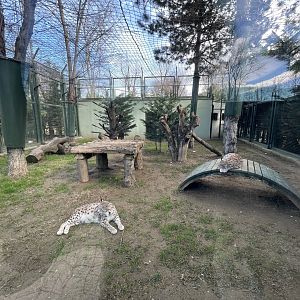 Caucasian lynx enclosure