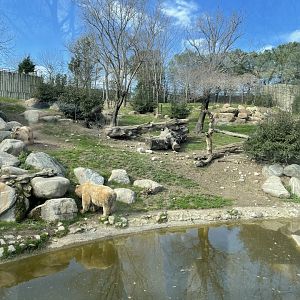Brown bear enclosure