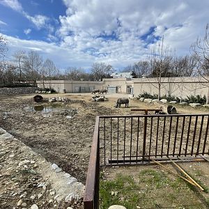 Southern white rhino enclosure