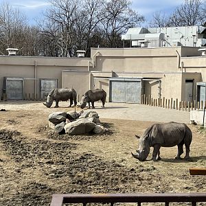 Southern white rhinos