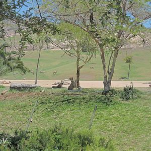 Southeast African cheetah [2015]