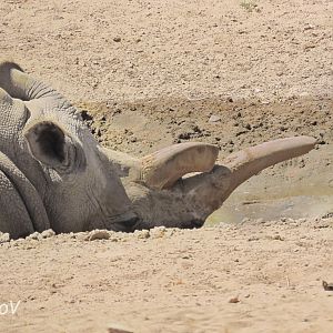 Nola, northern white rhino [2015]