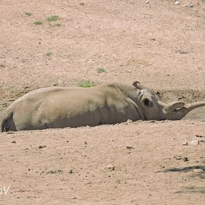 Nola, northern white rhino [2015]