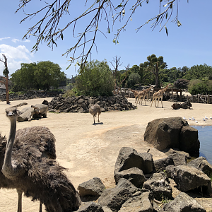 Ostrich with Giraffe