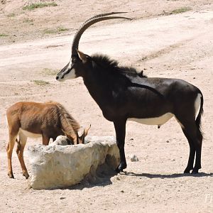 Sable antelope [2015]