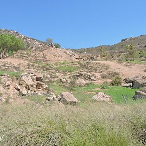 Somali wild ass exhibit [2015]