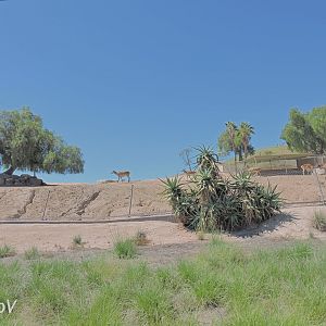 Barbary stag exhibit [2015]