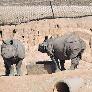 Indian rhinoceroses [2015]