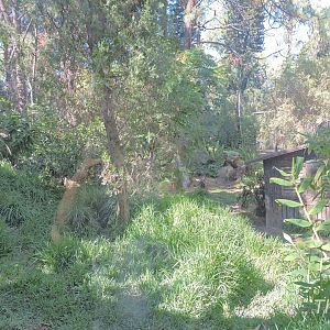 Sumatran tiger exhibit [2015]