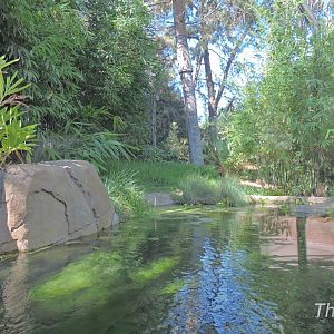 Sumatran tiger exhibit [2015]