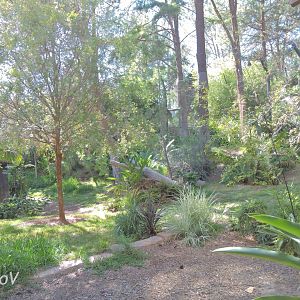 Sumatran tiger exhibit [2015]