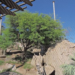California condor aviary [2015]