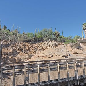 Bighorn sheep exhibit [2015]