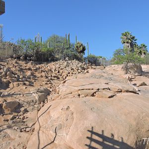 Bighorn sheep exhibit [2015]