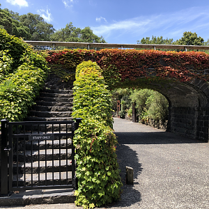 The bridge by the Kiwi house.