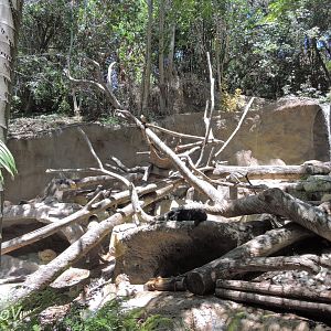 Bornean sun bear exhibit [2015]