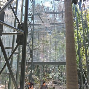 François' langur exhibit [2015]