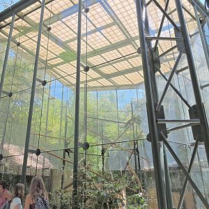 François' langur exhibit [2015]