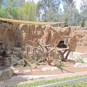 Spectacled bear exhibit [2015]