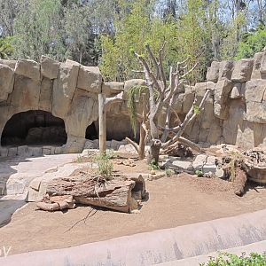 Sloth bear exhibit [2015]