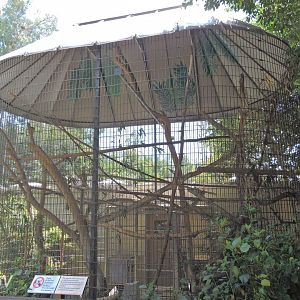 Aye-aye aviary [2015]