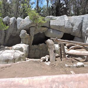 Grizzly bear exhibit [2015]