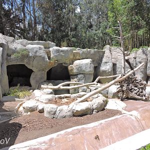 Grizzly bear exhibit [2015]