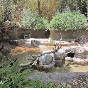Cape clawless otter exhibit [2015]