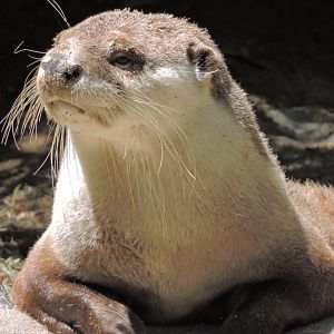 Cape clawless otter [2015]