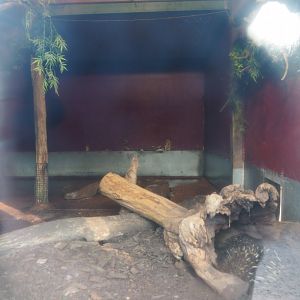 Indoor exhibit South-east Australian short-beaked echidnas, 2020-09-16