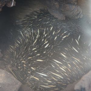 South-east Australian short-beaked echidna pair in a log (Tachyglossus aculeatus aculeatus), 2020-09-16