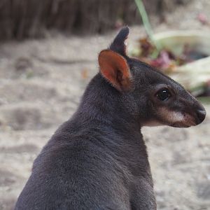 Dusky pademelon Roel (Thylogale brunii), 2020-09-16