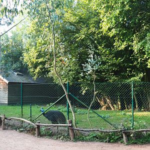 One of the Double-wattled cassowary paddocks, 2020-09-16