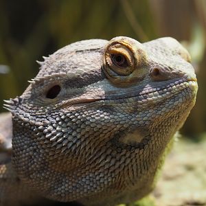 Central bearded dragon (Pogona vitticeps), 2020-09-16