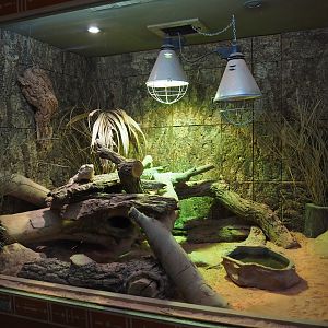 Central bearded dragon terrarium, 2020-09-16