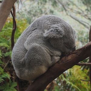 Queensland koala (Phascolarctos cinereus adustus), 2020-09-16