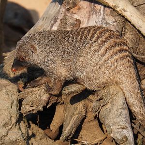 Banded mongoose (Mungos mungo), 2020-09-16