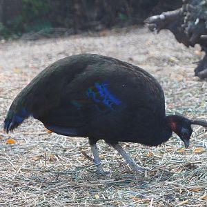 Congo peafowl rooster (Afropavo congensis), 2020-09-16