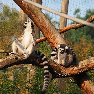 Ring-tailed lemurs (Lemur catta), 2020-09-16