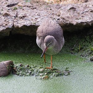 Common redshank (Tringa totanus), 2020-09-16