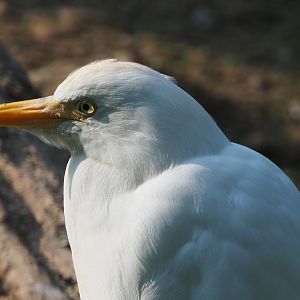 Western cattle egret (Bubulcus ibis ibis), 2020-09-16