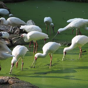 African spoonbills (Platalea alba), 2020-09-16