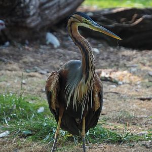 Purple heron (Ardea purpurea), 2020-09-16