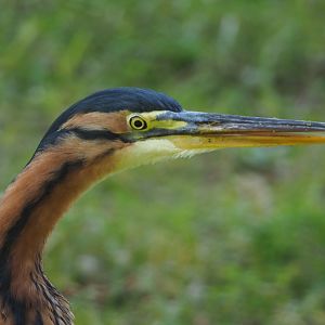 Purple heron (Ardea purpurea), 2020-09-16