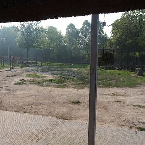 Kordofan giraffe, Addax, Mhorr gazelle and Helmeted guineafowl savanna paddock seen from viewing shelter, 2020-09-16