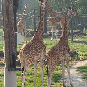 Kordofan giraffes (Giraffa camelopardalis antiquorum), 2020-09-16