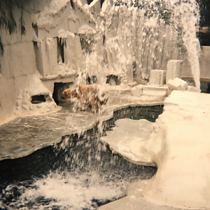 Polar Bear, possibly Ingrid, 1995