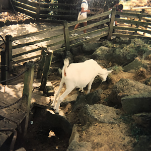 The Goat track Circa 1996