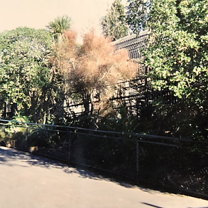 The old Chimpanzee enclosure